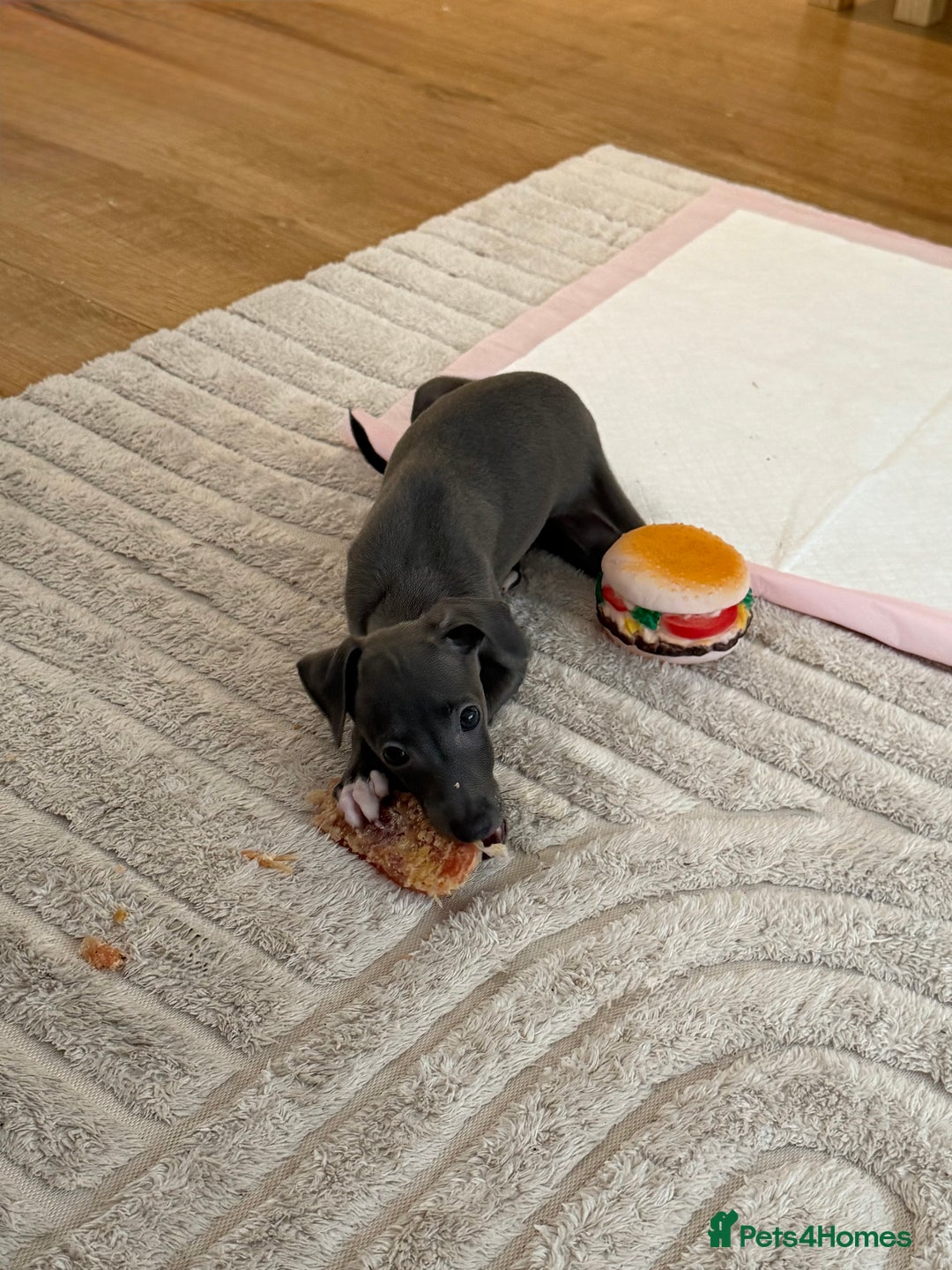 Italian Greyhound dogs for sale: In need of a new loving home🩵  - Advert 7