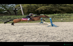 English Thoroughbred horses for sale: Perfect all arounder, happy hack  - Image 1