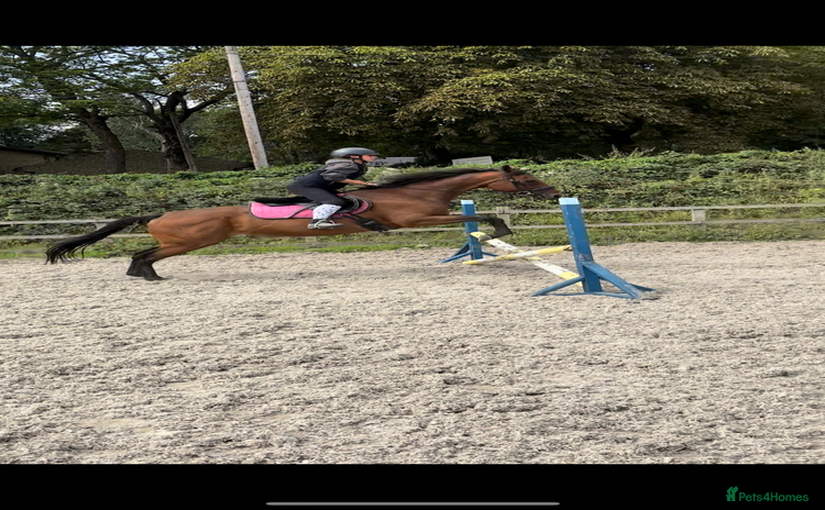 English Thoroughbred horses - Advert 1
