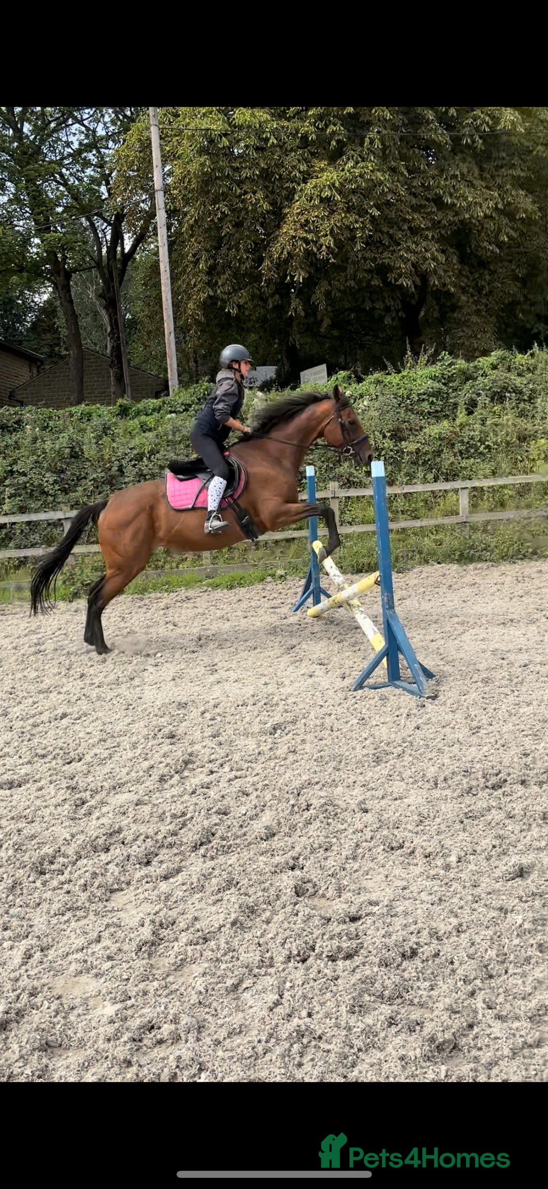 English Thoroughbred horses for sale: Perfect all arounder, happy hack  - Image 1