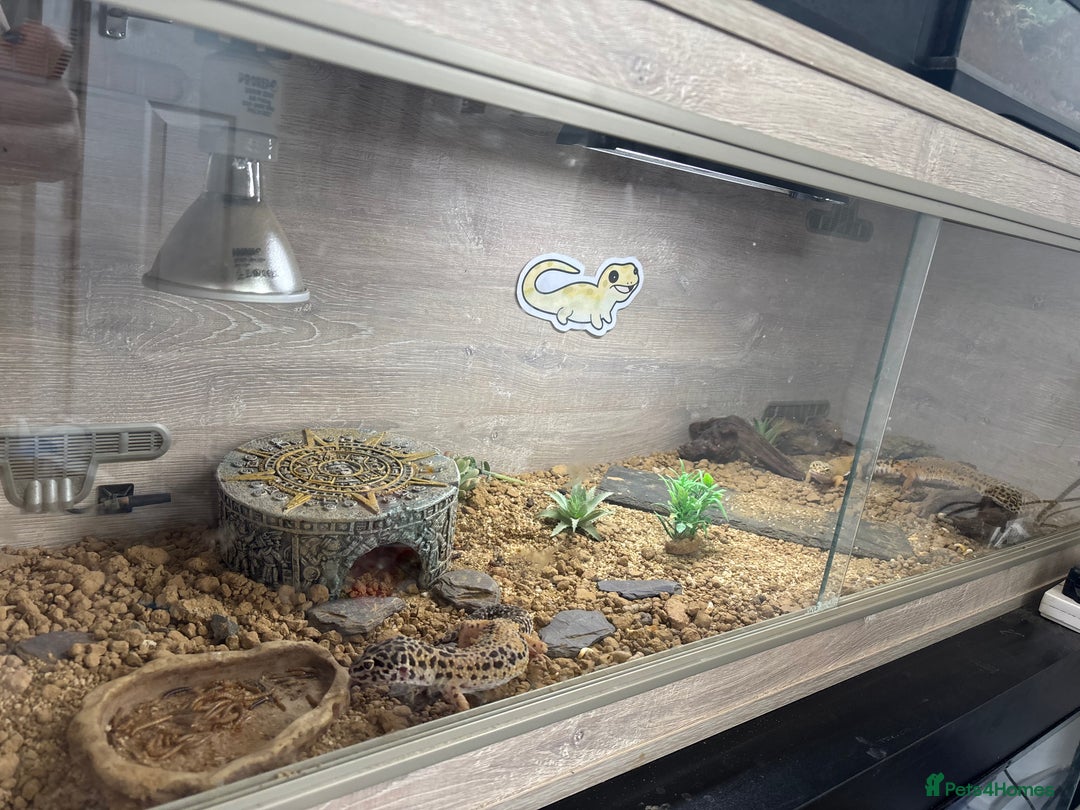 Leopard Gecko reptiles for sale: Large Viv complete with 3 leopards - Image 3