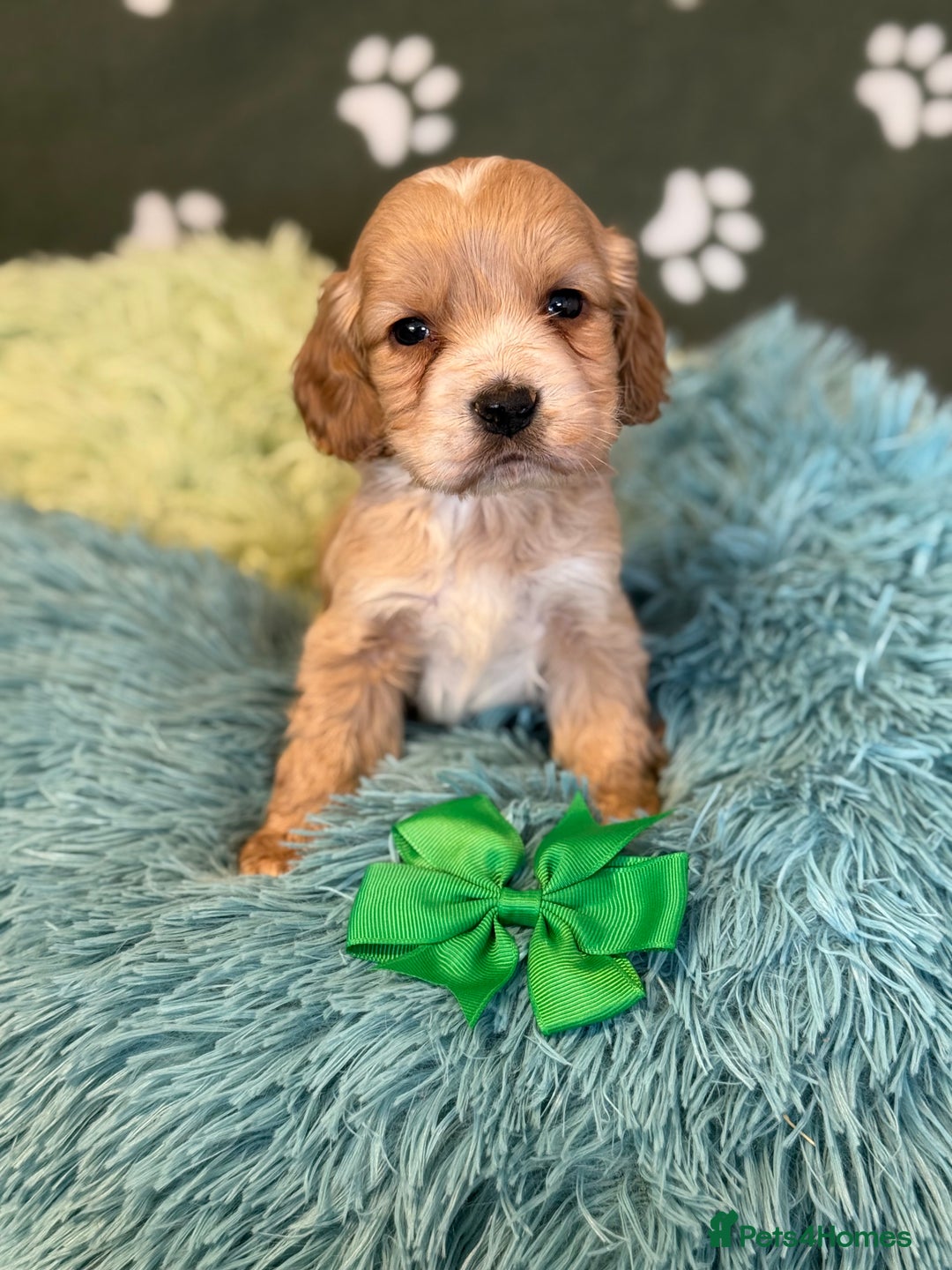 Cockapoo dogs for sale: F1 Cockapoo’s available  - Advert 4