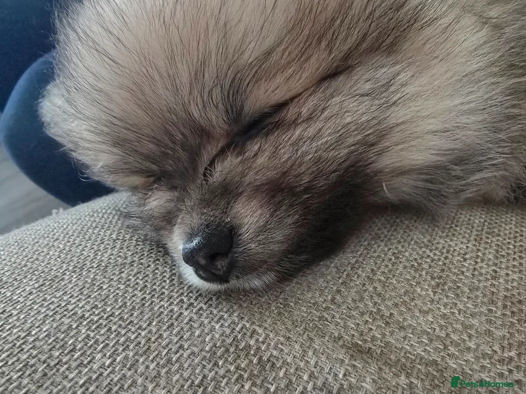 Pomeranian dogs for sale: Pom princess looking for her forever home in Basildon - Advert 9