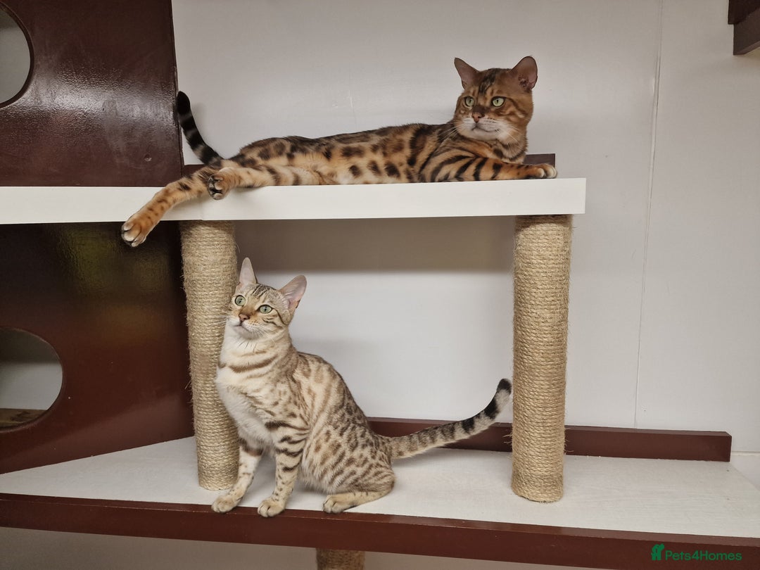 Bengal cats for stud: Bengal cat for stud, Calvin. in Peterborough - Advert 9