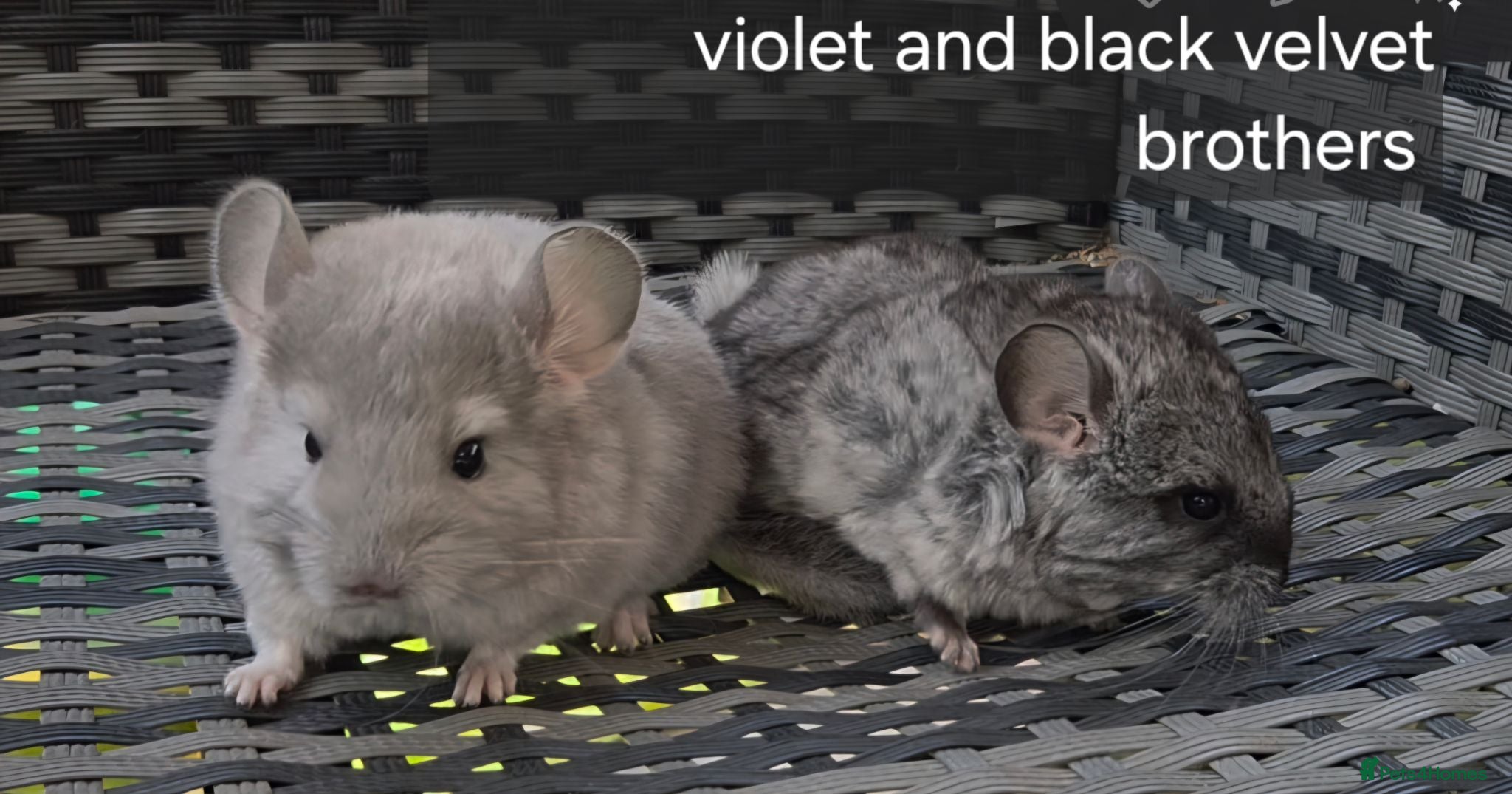 Chinchilla rodents Beautiful chinchillas - various colours - Advert 2