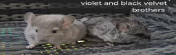 Chinchilla rodents for sale: Beautiful chinchillas - various colours - Advert 5