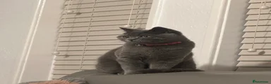 British Shorthair 1
