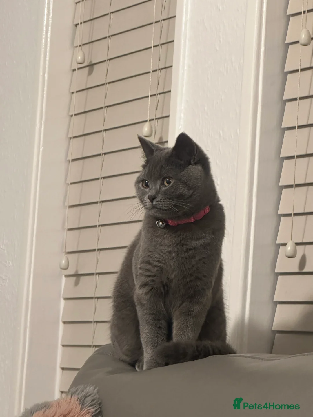 British Shorthair cats for sale: HAZEL in Bristol - Advert 2