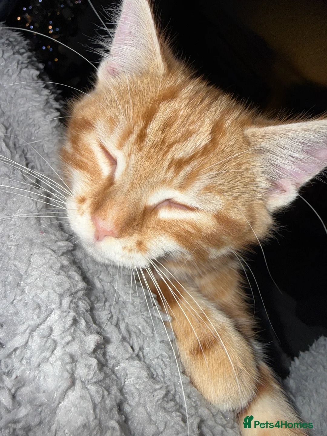 British Shorthair cats for sale: Ginger kitten - Advert 2