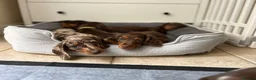 Miniature Dachshund dogs for sale: ONLY 2 LEFT! KC Registered Miniature Dachsunds - Advert 12