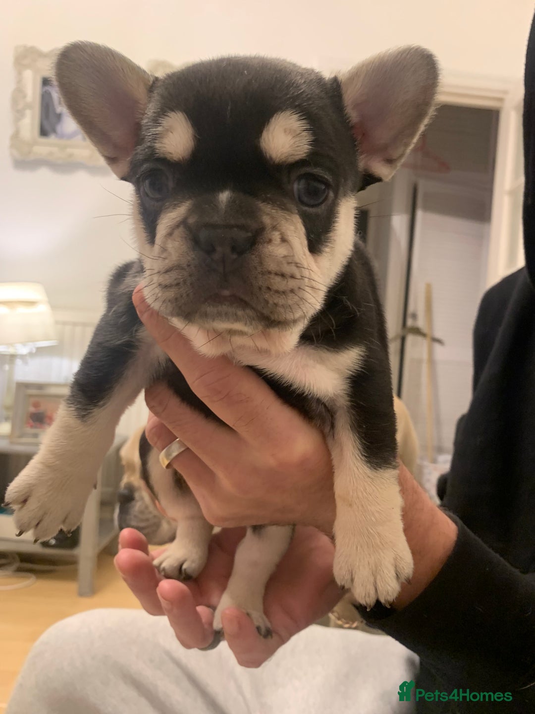French Bulldog dogs for sale: 5 beautiful French bulldog puppies  - Advert 21