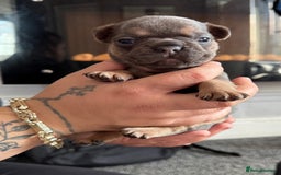 French Bulldog dogs for sale: French bull dog puppies  - Image 9
