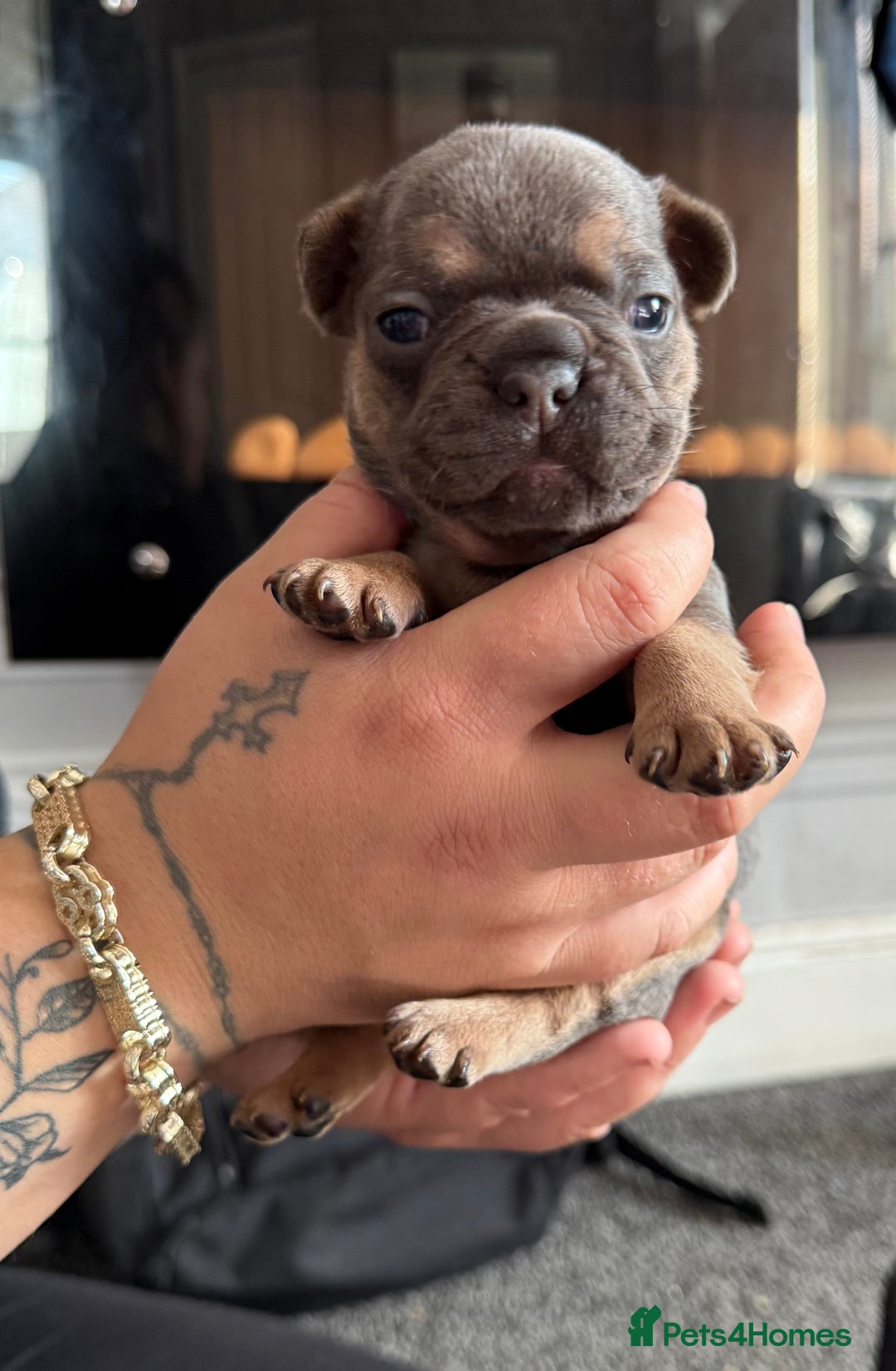 French Bulldog dogs for sale: French bull dog puppies  - Image 9