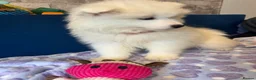 Samoyed dogs for sale: 🐾puppies are ready for new happy homes🐾 - Advert 11