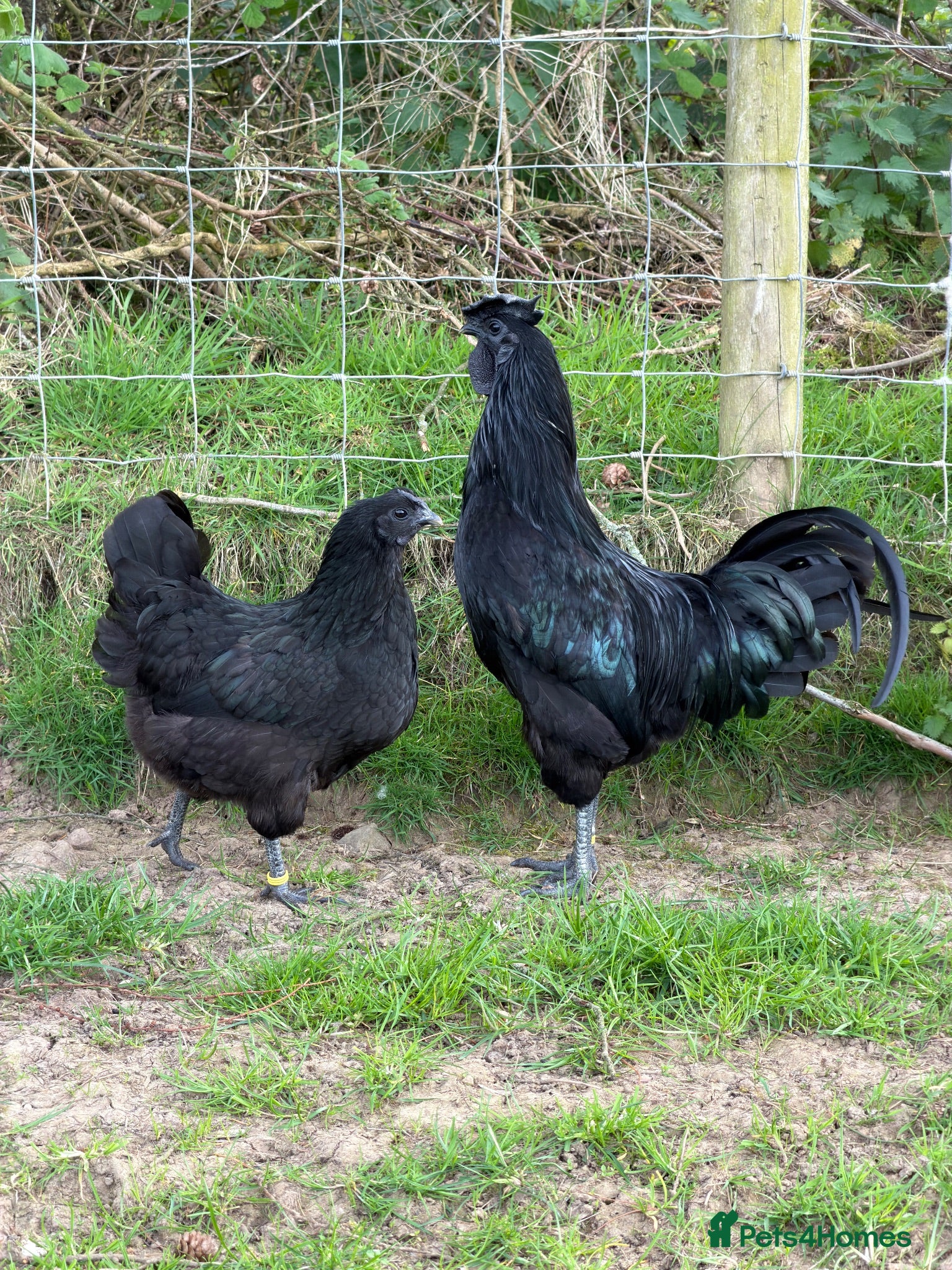 Chickens poultry Black Chicks available  - Advert 1