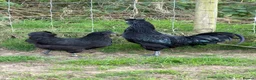 Chickens poultry for sale: Black Chicks available  - Advert 1