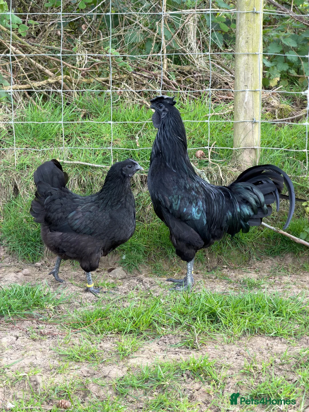 Chickens poultry for sale: Black Chicks available  - Advert 1