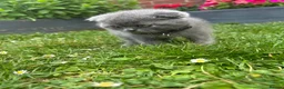 Scottish Fold cats for sale: Only Scottish fold girl left ❣️ - Advert 9