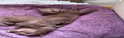 British Shorthair cats for sale: Chocolate Kitten - Advert 8