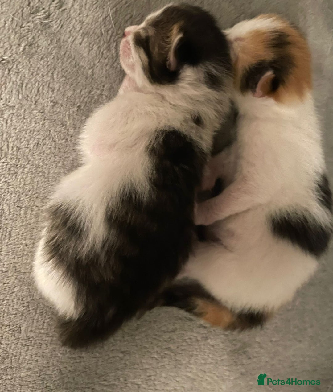 Domestic Shorthair cats for sale: Beautiful kittens available - Image 6