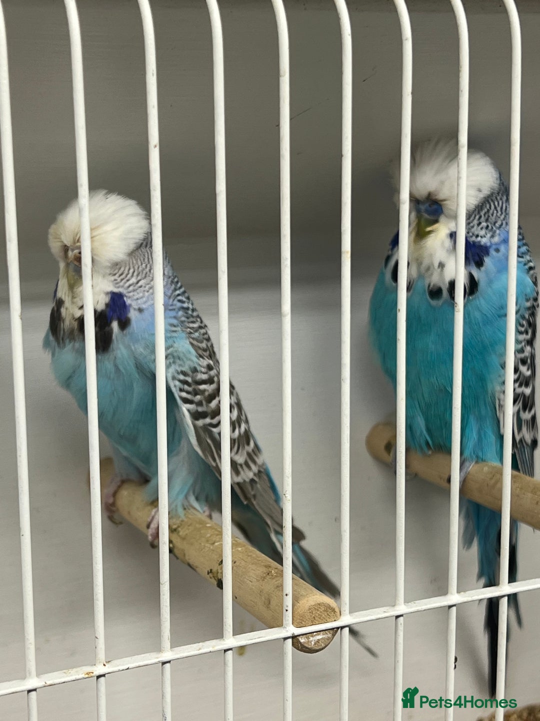 Budgerigars birds for sale: Selection of budgies available  - Advert 15