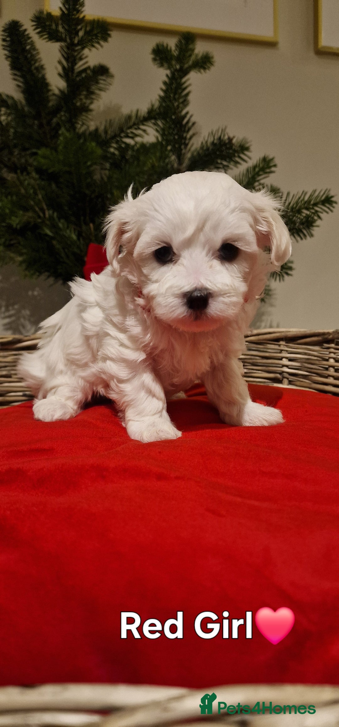 Maltese dogs for sale: 🐶🤍 Beautiful Maltese Girl Puppies 🤍🐶 - Advert 19