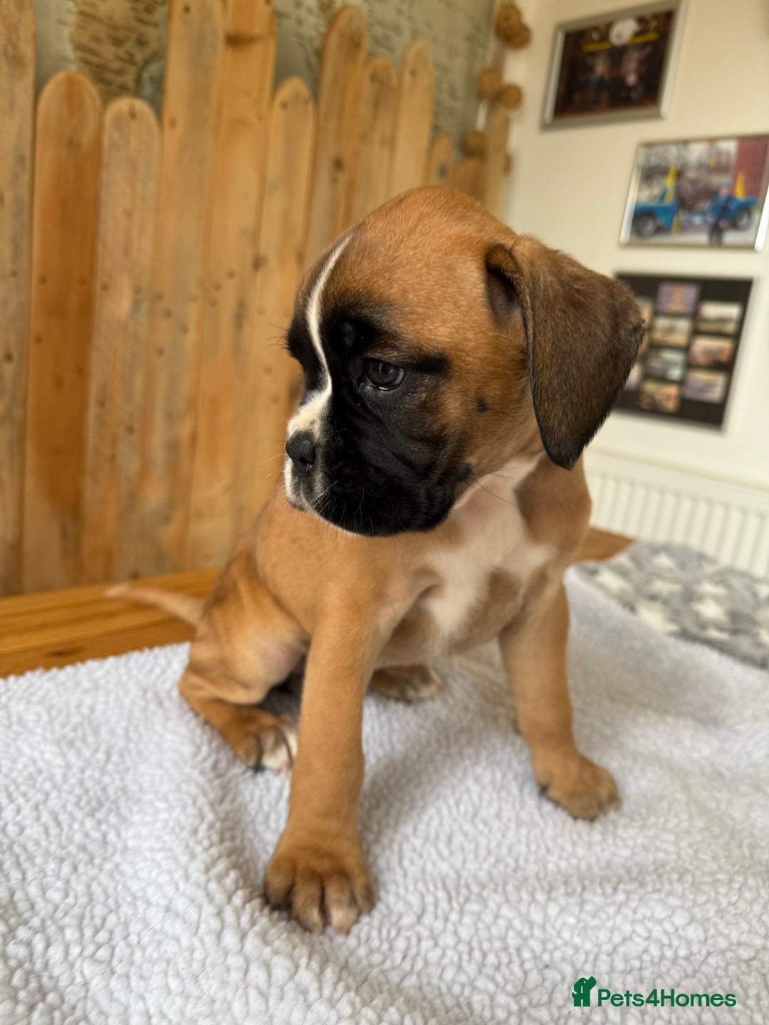 Boxer dogs for sale: STUNNING PEDIGREE BOXERS!x - Image 6
