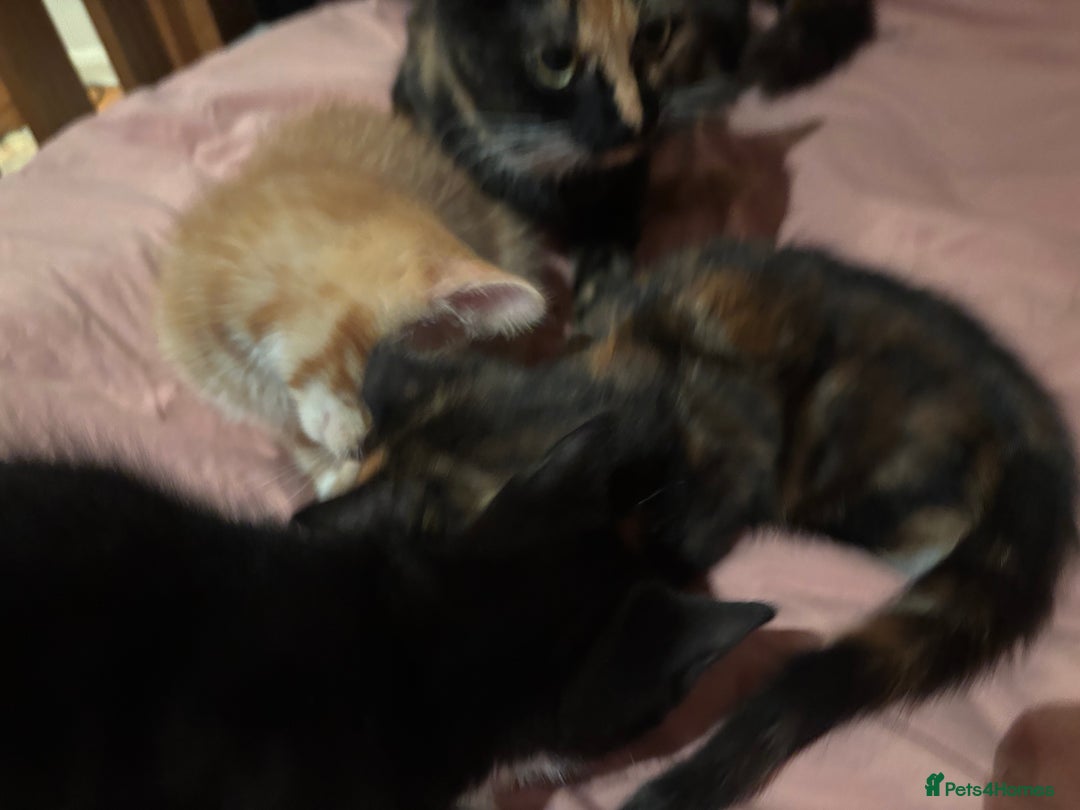 Domestic Shorthair cats for sale: Three beautiful kittens for new homes - Image 7