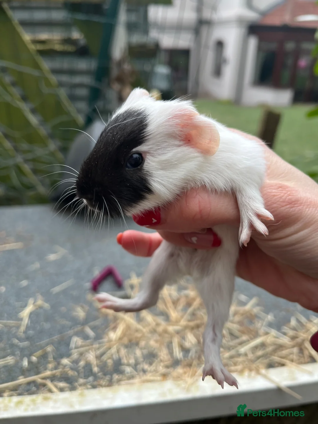 Guinea Pig rodents for sale: Baby mixed guinea pigs - Advert 2