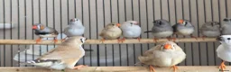 Finches birds for sale: Mix Aviary born Zebra Finch - Advert 4