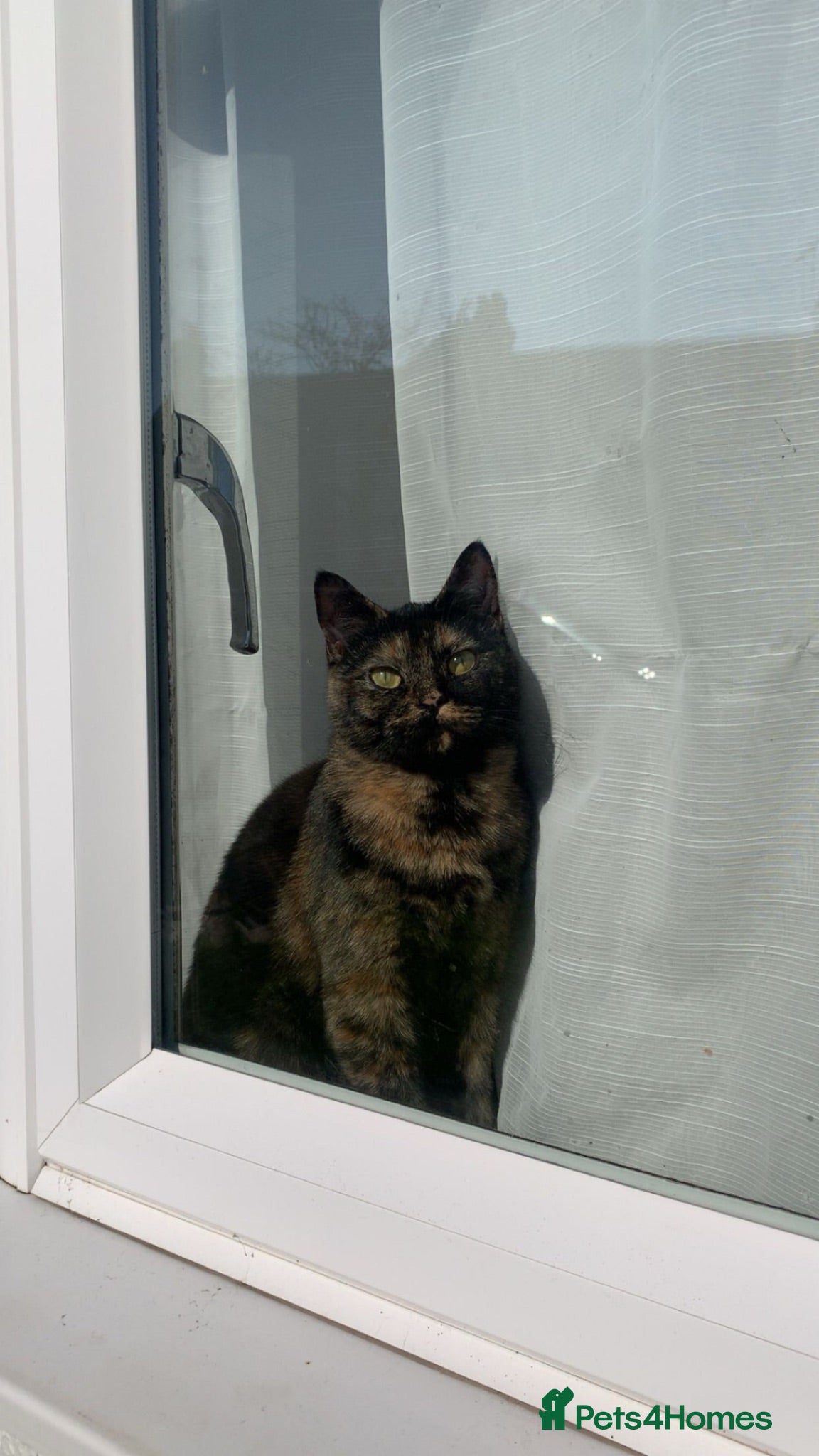 British Shorthair cats British shorthair tortoiseshell  - Advert 1