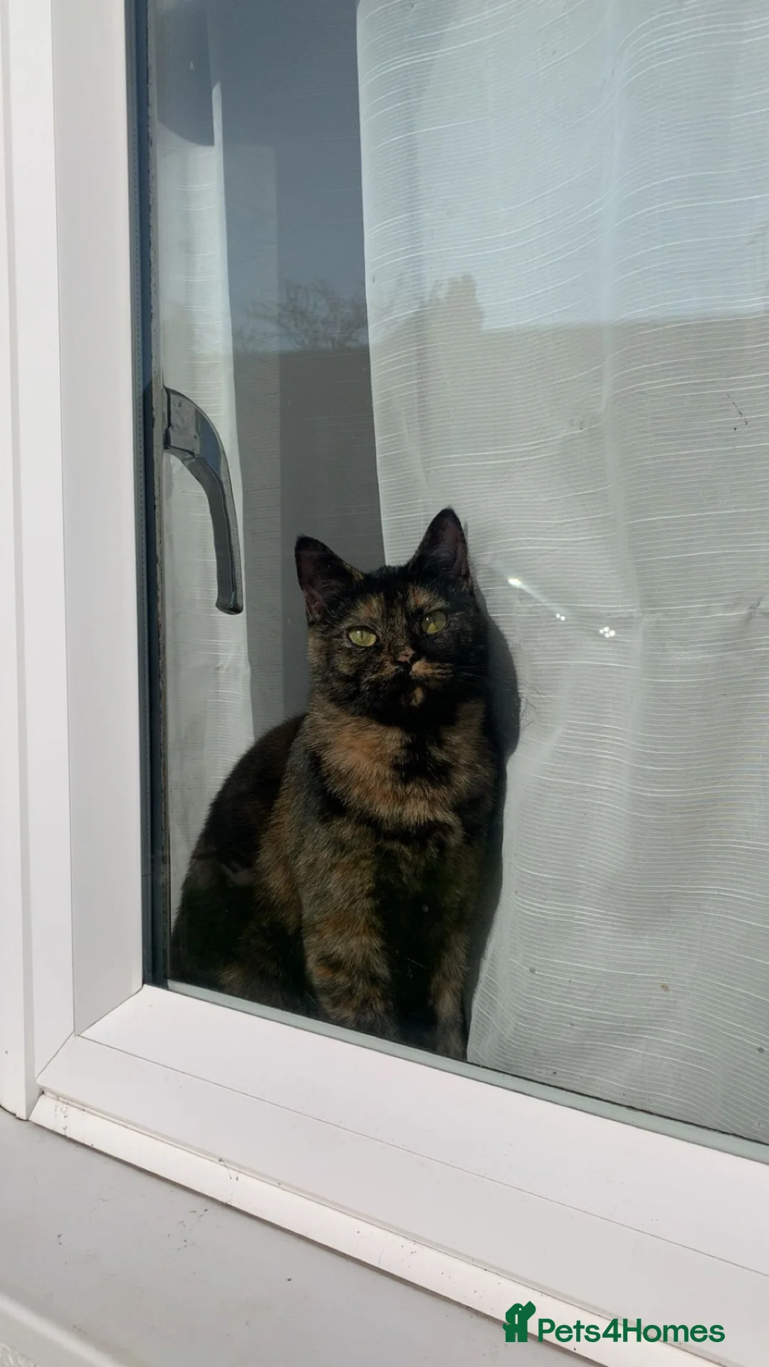 British Shorthair cats for sale: British shorthair tortoiseshell  in London - Advert 1