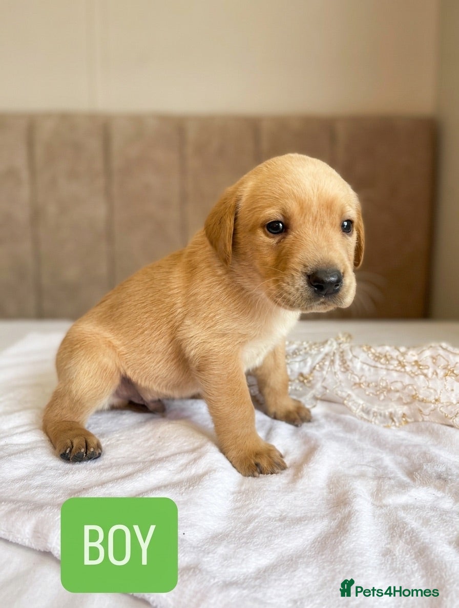 Labrador Retriever dogs **READY TO GO** KC LABRADOR PUPPIES - Advert 3