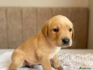 Labrador Retriever dogs **READY TO GO** KC LABRADOR PUPPIES - Advert 3