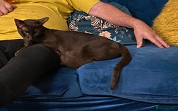 Suffolk cats for sale: Suffolk Chocolate Female Kitten - Advert 3