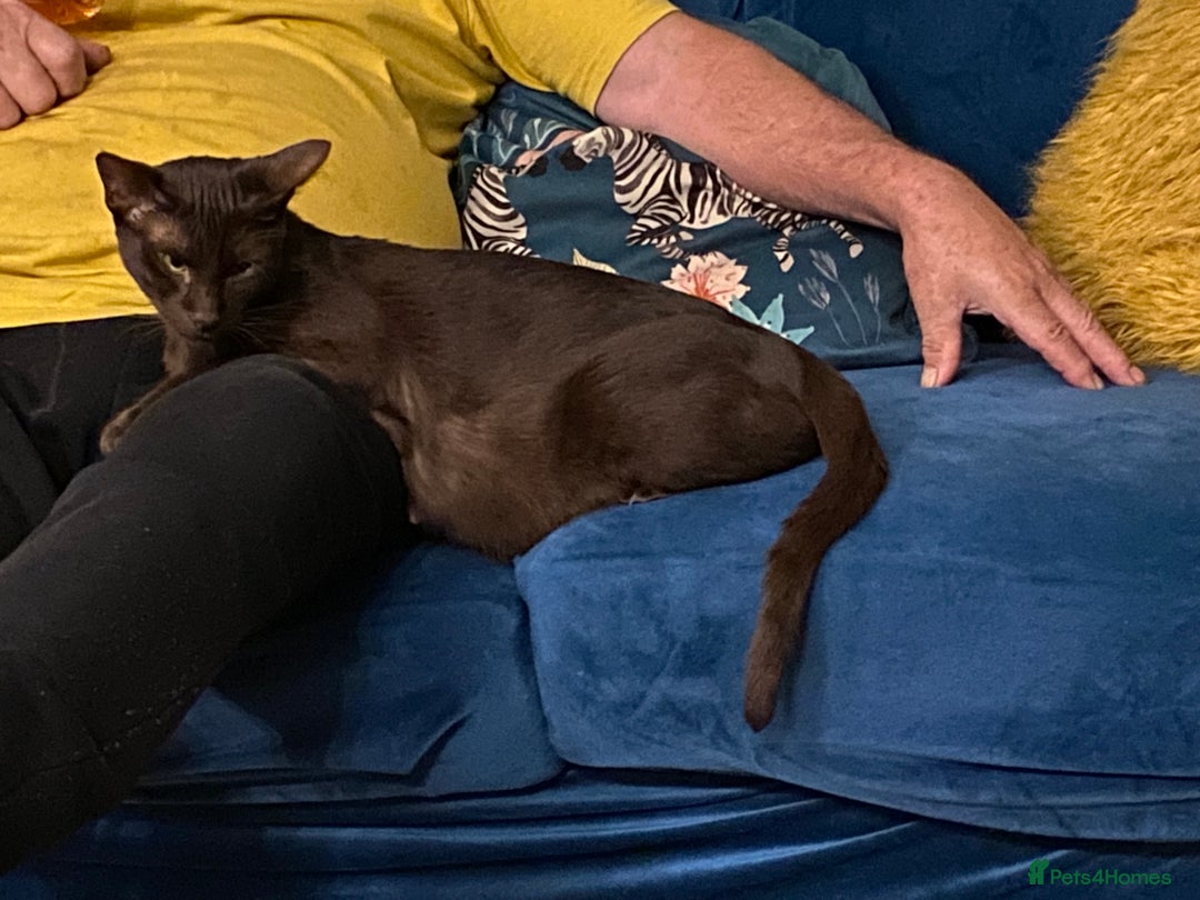 Suffolk cats for sale: Suffolk Chocolate Female Kitten - Advert 3