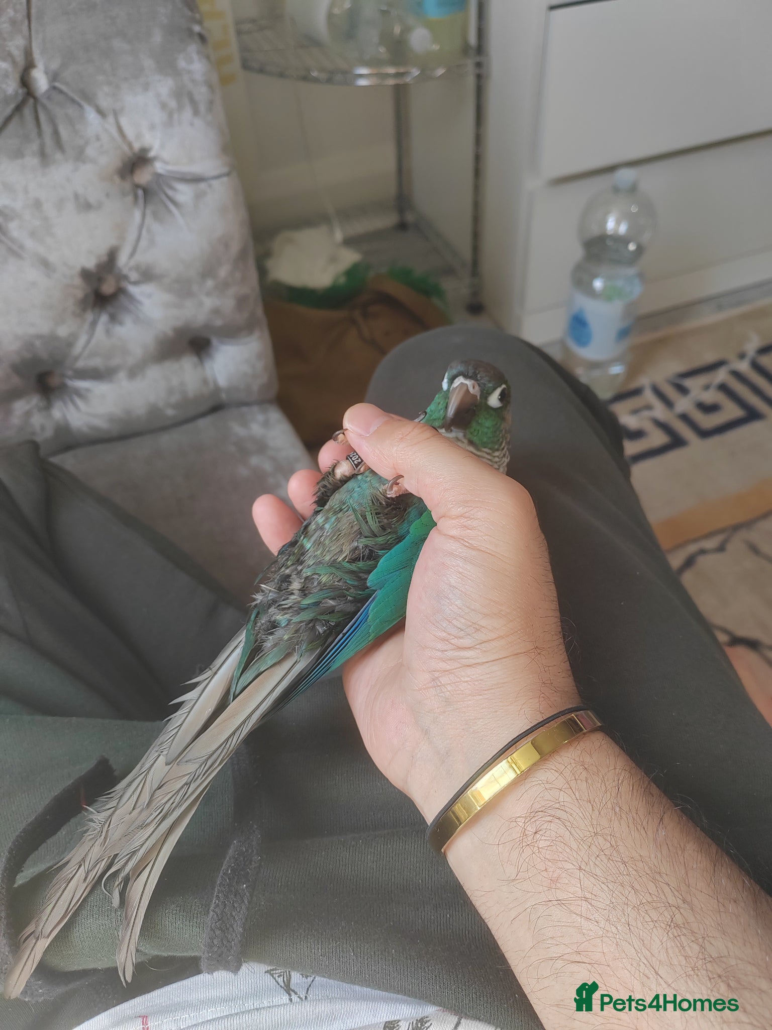 Conures birds Silly tame double factor blue conure - Advert 20