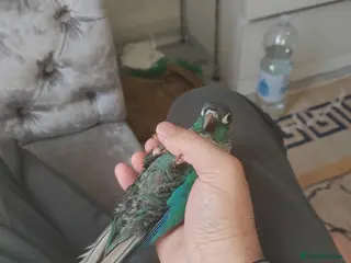 Conures birds Silly tame double factor blue conure - Advert 20