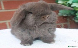 Mini Lop rabbits for sale: Vaccinated babies, wormed, flead ready now  - Image 1
