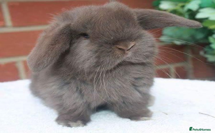 Mini Lop rabbits - Advert 6
