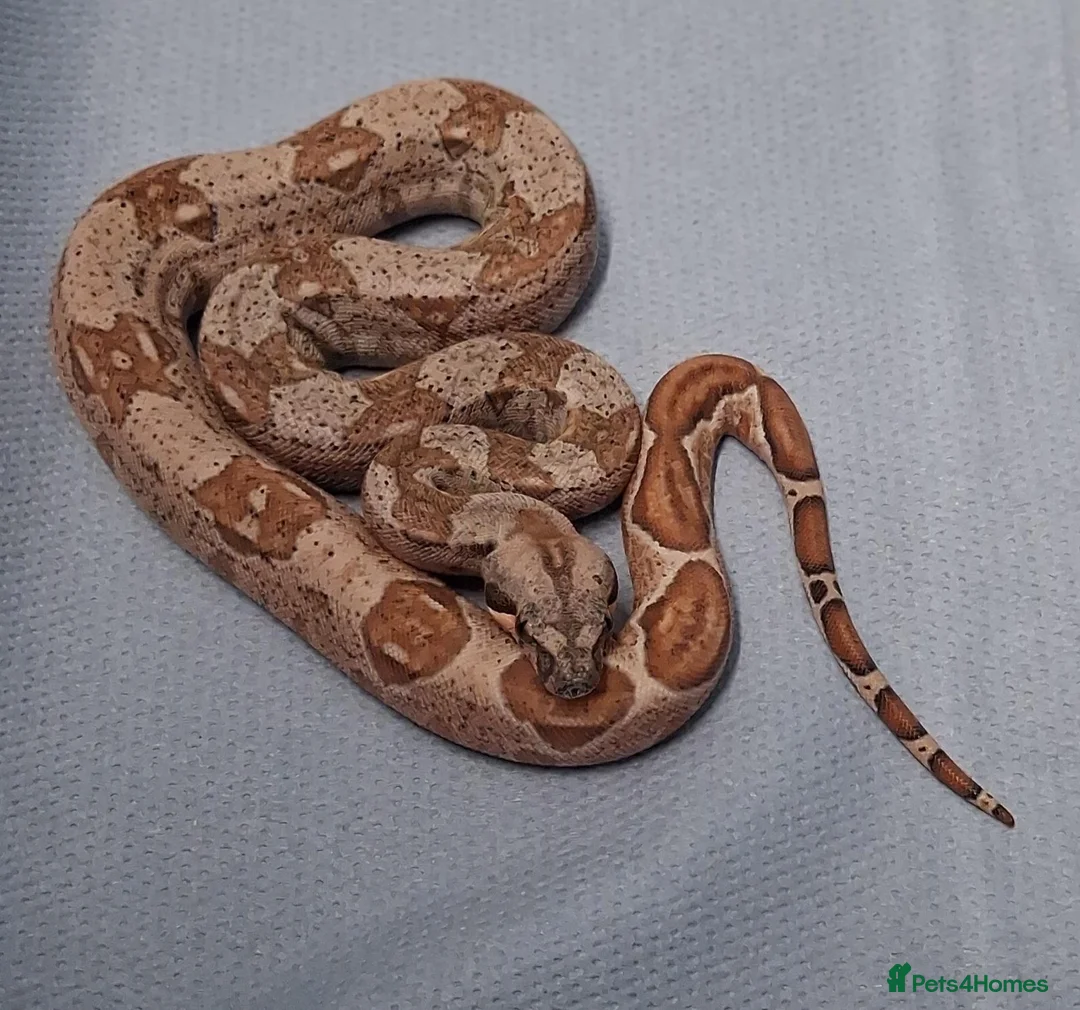Boa Snake reptiles for sale: Baby Boa constrictors  - Advert 2