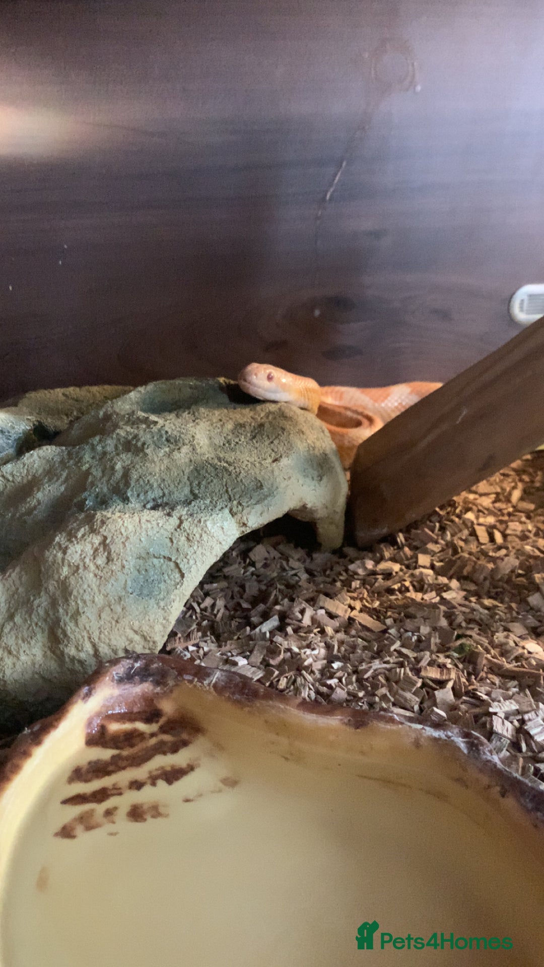 Corn Snake reptiles for sale: Jedwood the corn snake - Image 5
