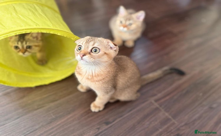 Scottish Fold cats - Advert 11