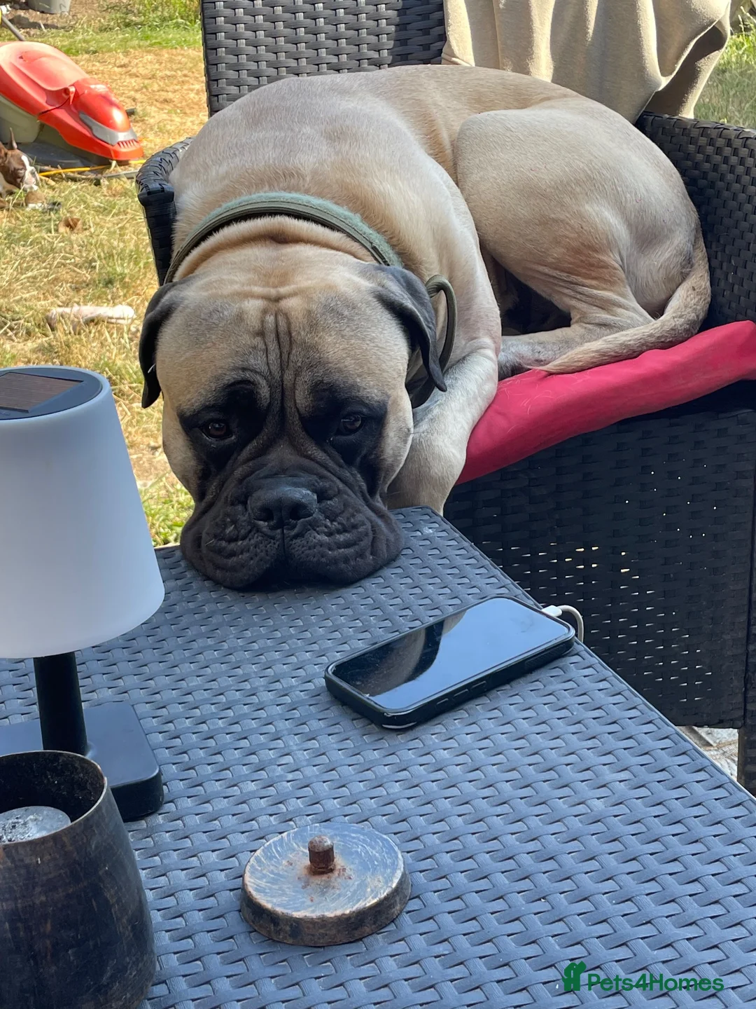 Bullmastiff dogs for stud: Lenny is up for stud  - Advert 2