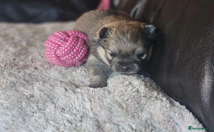 Pomeranian dogs 3 beautifull pomeranian puppies  - Advert 7