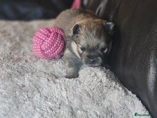 Pomeranian dogs 3 beautifull pomeranian puppies - Advert 6