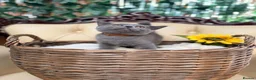 British Shorthair cats for sale: 🩵Fluffy British Shorthair🩵BOY - Advert 10