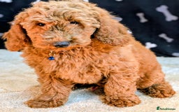 Miniature Poodle dogs for sale: Miniature Poodle Puppies for Sale! - Image 4