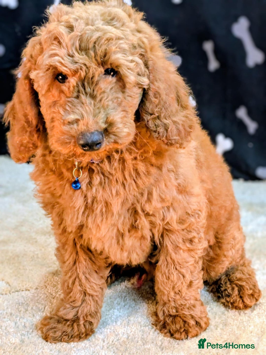 Miniature Poodle dogs for sale: Miniature Poodle Puppies for Sale! - Image 4