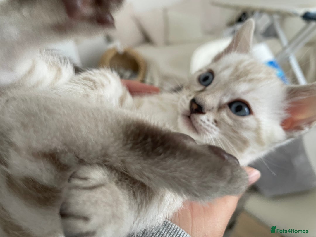 Bengal cats for sale: 🎉Tica Pedigree Stunning Little Leopards🎉  - Image 8